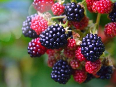 Anti inflammatory foods